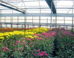 Solar Climatización invernaderos florícolas